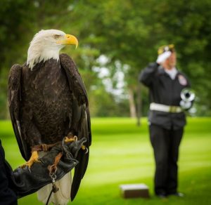 Bald eagle on display.